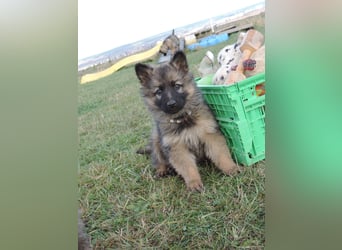 Deutsche Schäferhund Welpen Langstockhaar m.P. gerader Rücken