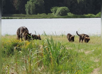 Deutsche Schäferhunde Langstockhaar m.P. gerader Rücken