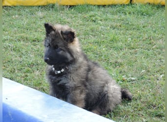 Deutsche Schäferhund Welpen Langstockhaar m.P. gerader Rücken