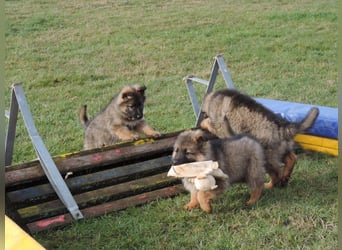 Deutsche Schäferhund Welpen Langstockhaar m.P. gerader Rücken