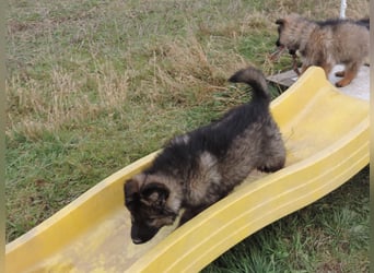 Deutsche Schäferhund Welpen Langstockhaar m.P. gerader Rücken