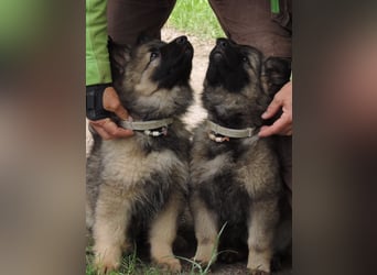 Deutsche Schäferhunde Langstockhaar m.P. gerader Rücken