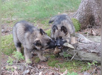 Deutsche Schäferhunde Langstockhaar m.P. gerader Rücken