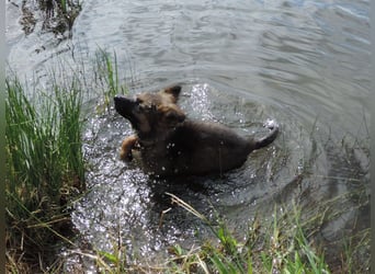 Deutsche Schäferhunde Langstockhaar m.P. gerader Rücken