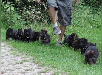 Deutsche Schäferhunde Langstockhaar m.P. gerader Rücken