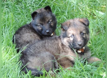 Deutsche Schäferhunde Langstockhaar m.P. gerader Rücken