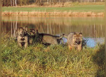 Deutsche Schäferhund Welpen Langstockhaar m.P. gerader Rücken