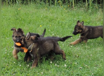 Deutsche Schäferhunde Langstockhaar m.P. gerader Rücken