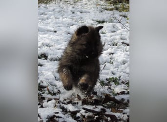 Deutsche Schäferhund Welpen Langstockhaar m.P. gerader Rücken