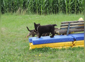 Deutsche Schäferhunde Langstockhaar m.P. gerader Rücken
