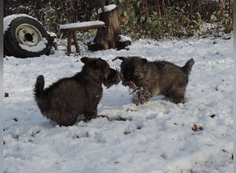 Deutsche Schäferhund Welpen Langstockhaar m.P. gerader Rücken