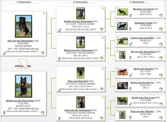 Deutsche Schäferhund Welpen Langstockhaar m.P. gerader Rücken