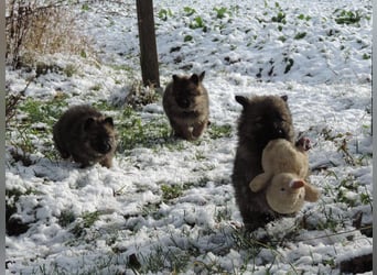 Deutsche Schäferhund Welpen Langstockhaar m.P. gerader Rücken