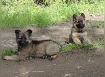 Deutsche Schäferhunde Langstockhaar m.P. gerader Rücken