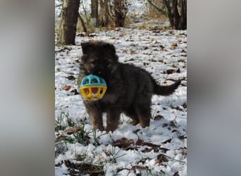 Deutsche Schäferhund Welpen Langstockhaar m.P. gerader Rücken