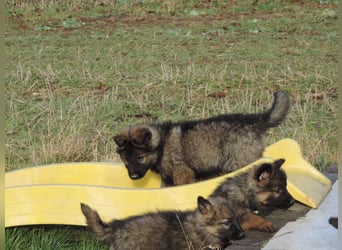 Deutsche Schäferhund Welpen Langstockhaar m.P. gerader Rücken