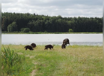 Deutsche Schäferhunde Langstockhaar m.P. gerader Rücken