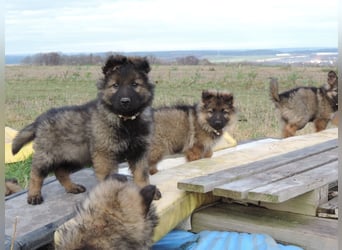 Deutsche Schäferhund Welpen Langstockhaar m.P. gerader Rücken