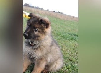 Deutsche Schäferhund Welpen Langstockhaar m.P. gerader Rücken