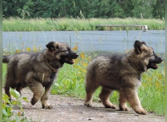 Deutsche Schäferhunde Langstockhaar m.P. gerader Rücken
