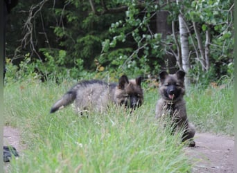 Deutsche Schäferhunde Langstockhaar m.P. gerader Rücken
