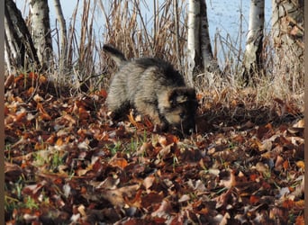 Deutsche Schäferhund Welpen Langstockhaar m.P. gerader Rücken