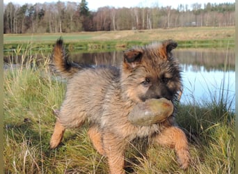 Deutsche Schäferhund Welpen Langstockhaar m.P. gerader Rücken