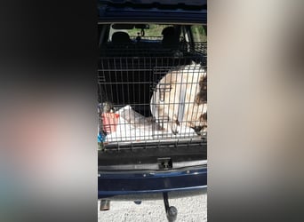 WASHINGTON - Gerettet, um gequält zu werden