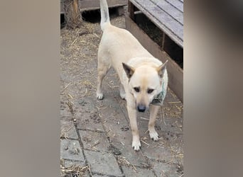 WASHINGTON - Gerettet, um gequält zu werden