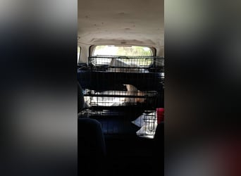 WASHINGTON - Gerettet, um gequält zu werden