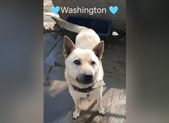 WASHINGTON - Gerettet, um gequält zu werden