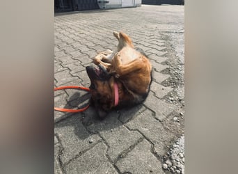 Lotti - auf  Pflegestelle in 89079 Ulm