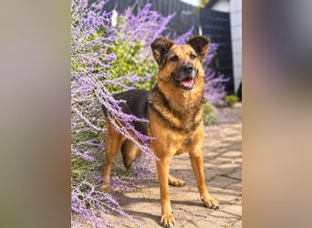 Lotti - auf  Pflegestelle in 89079 Ulm
