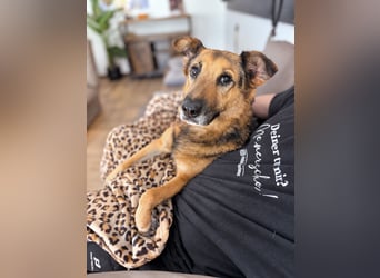 Lotti - auf  Pflegestelle in 89079 Ulm
