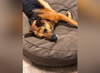 Lotti - auf  Pflegestelle in 89079 Ulm