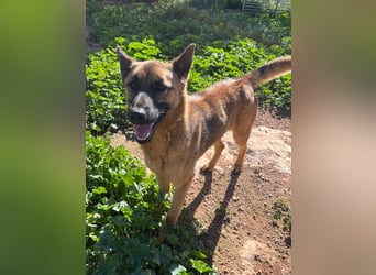 agiler anhänglicher intelligenter KABAK