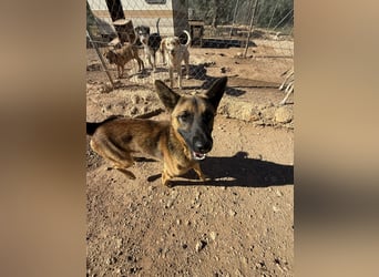 agiler anhänglicher intelligenter KABAK