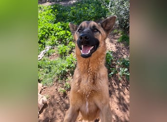 agiler anhänglicher intelligenter KABAK