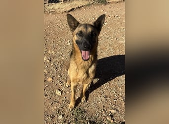 agiler anhänglicher intelligenter KABAK