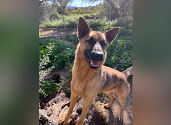 agiler anhänglicher intelligenter KABAK