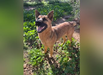 agiler anhänglicher intelligenter KABAK