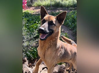 agiler anhänglicher intelligenter KABAK