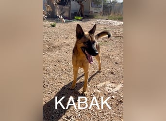 agiler anhänglicher intelligenter KABAK