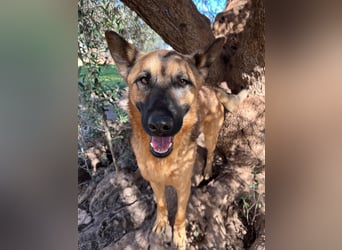 agiler anhänglicher intelligenter KABAK