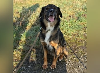 Scotty braucht ein neues Zuhause