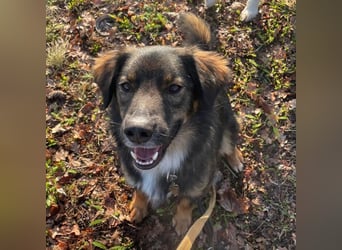 Scotty braucht ein neues Zuhause