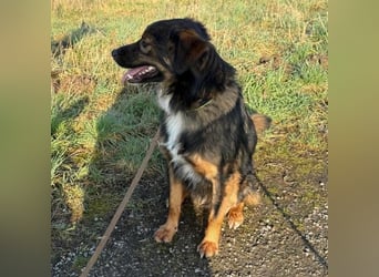 Scotty braucht ein neues Zuhause