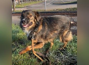 Scotty braucht ein neues Zuhause