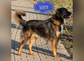 Scotty braucht ein neues Zuhause