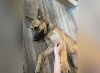 Lucas - Fröhlicher Schatz sucht aktive Menschen